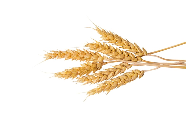 Spikelets of wheat isolate on white background Selection focus