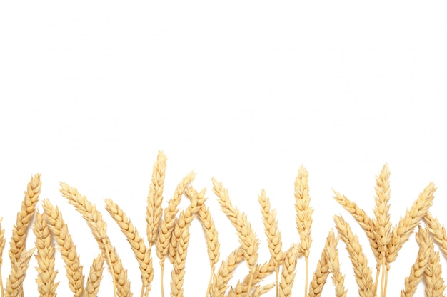 Spikelets of wheat isolated on white background