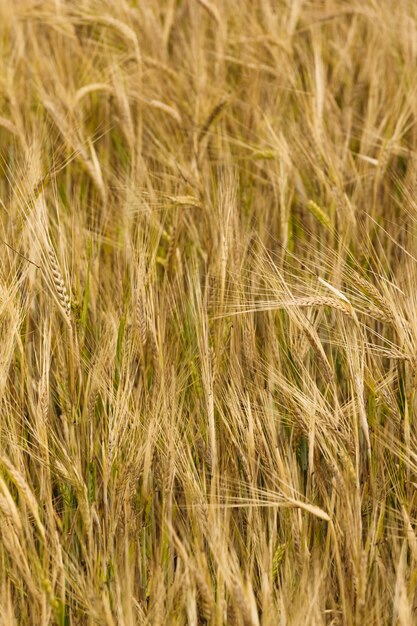 Spikelets of wheat kept pace