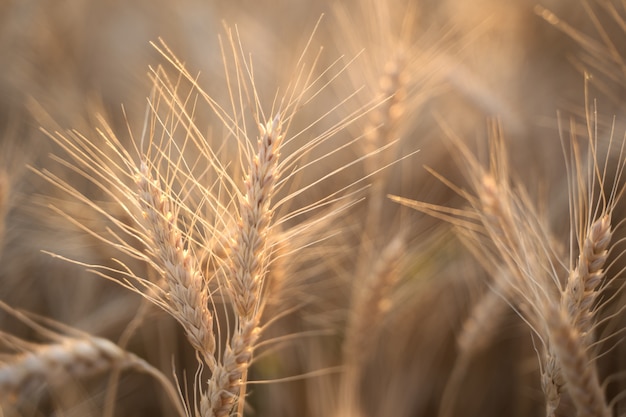 Spikelets of wheat in the rays of the setting sun