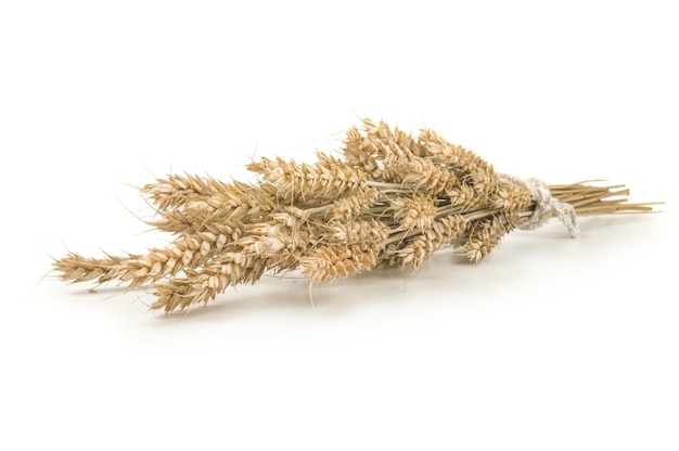 Spikelets of wheat stacked isolated on white background cutout.