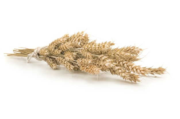 Spikelets of wheat stacked isolated