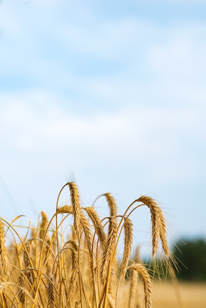 Spikelets of wheat in the sunlight. Wheat field