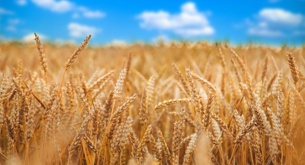 Spikelets of wheat on a wheat field. Selective focus. Nature.