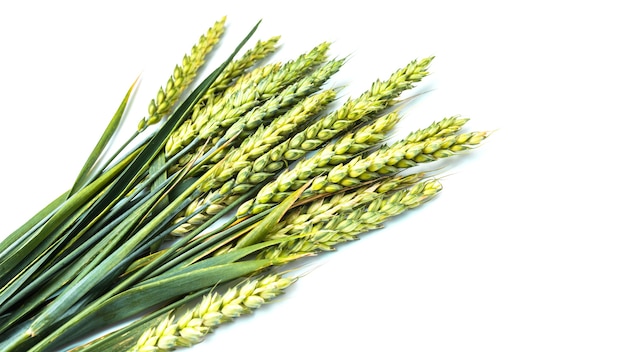 고립 된 흰색 배경에 밀의 spikelets