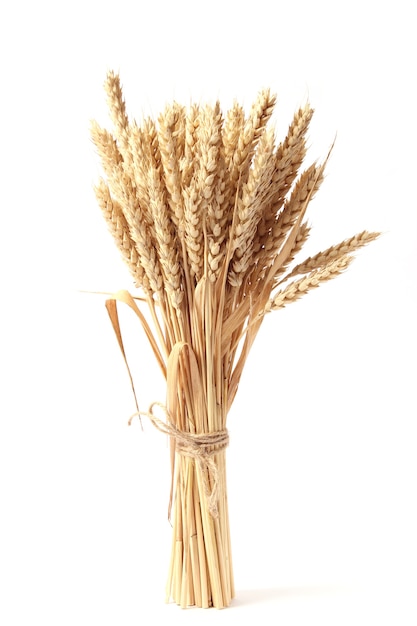 Spikelets of wheat on a white background