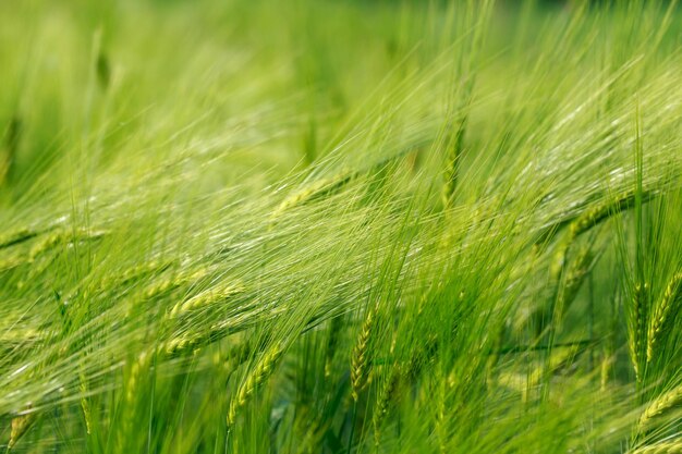 Photo spikelets of wheat