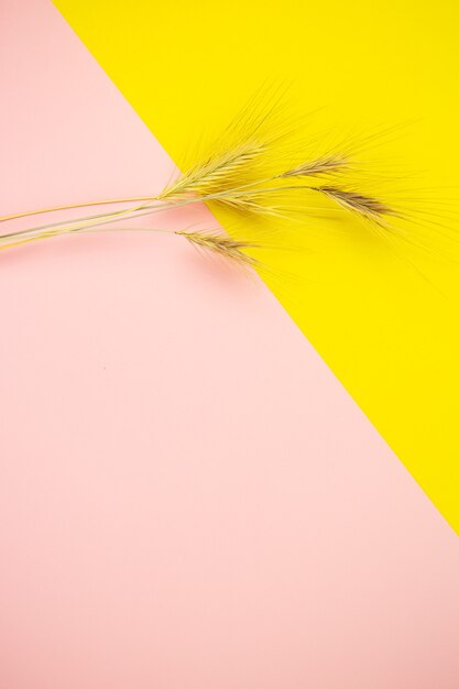 Spikelets of wheat