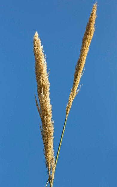 Spikelets with plant close-up against the sky