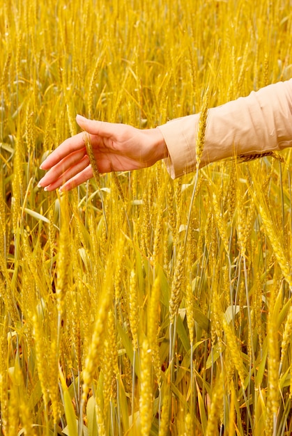 Spikelets and the woman palm