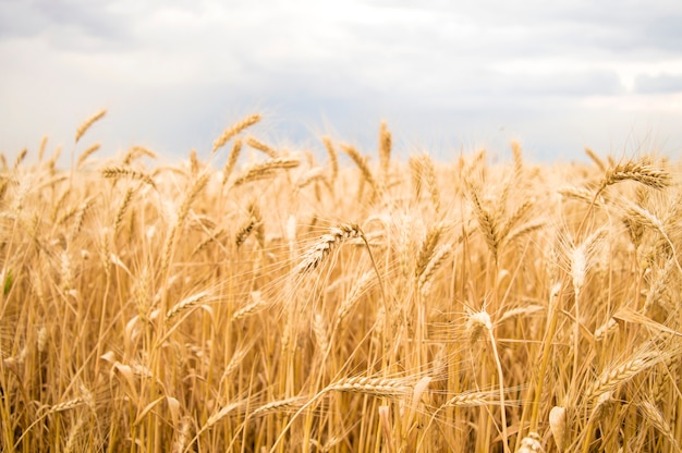 Spikelets of yellow wheat against the sky