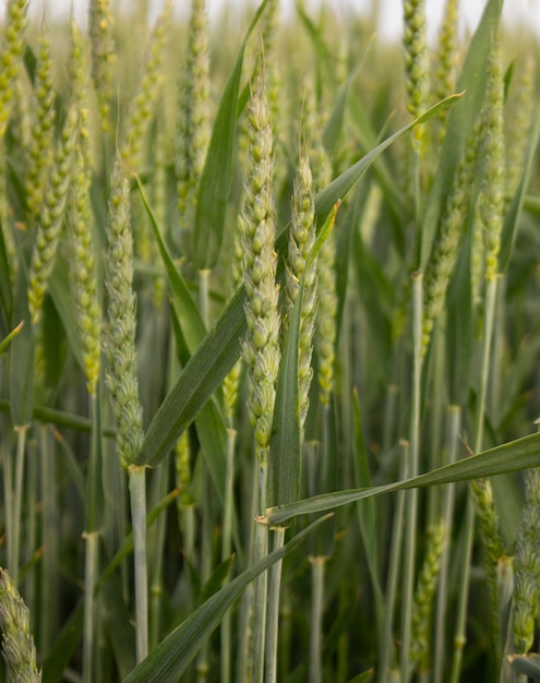 Spikelets of young green barley Field with crops of cereals