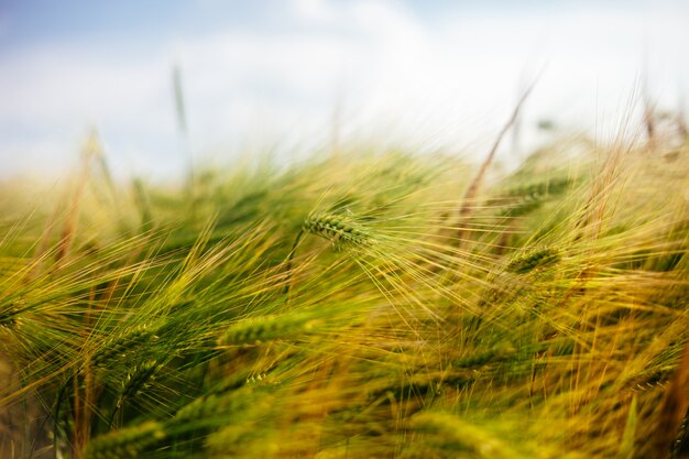 Spikes close-up in de zomer tarwe veld.