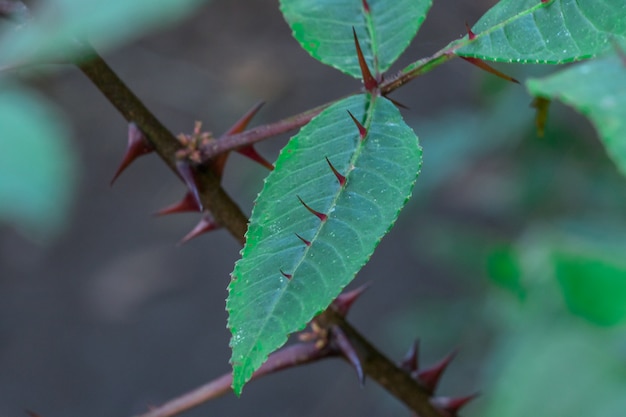 The spikes on the leaves