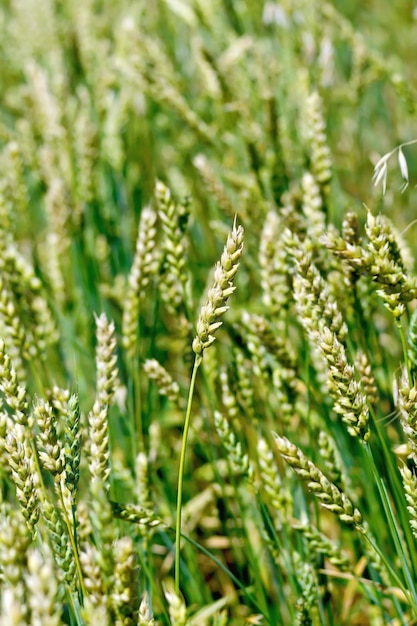 Фото Колосья незрелой пшеницы