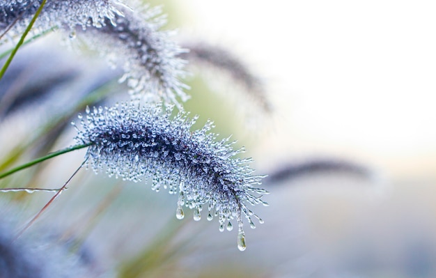 Spikes of pennisetum in hoarfrost and ice. Close-up