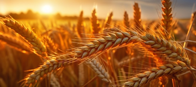 ソフト フォーカスで太陽のクローズ アップで熟したライ麦の穂金色の小麦の穂