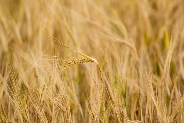 Spikes of ripe wheat