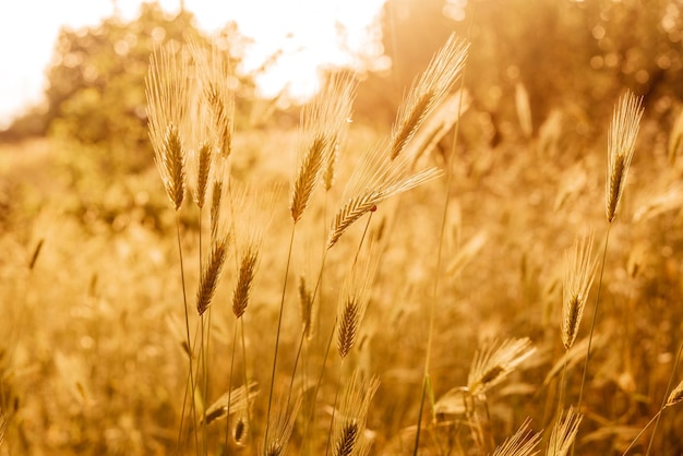 Шипы спелых желтых колосьев пшеницы в сельской местности