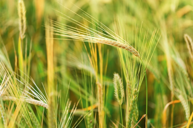 Spikes of rye on an agricultural field