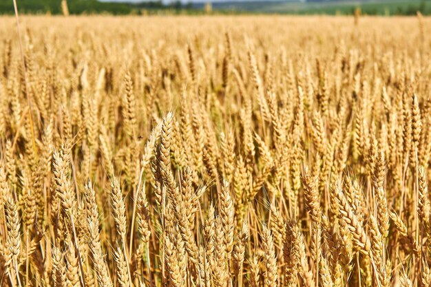 Spiking golden ears of wheat against the background of a distant green meadow