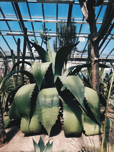 Spiky cactus in greenhouse