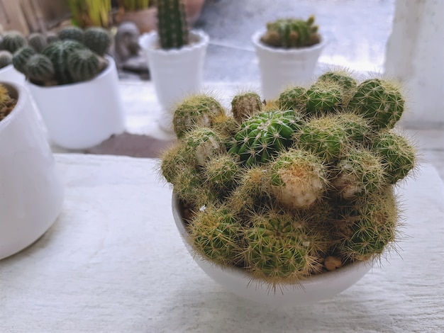 Spiky Cactus in Small White Pots for Room Decoration