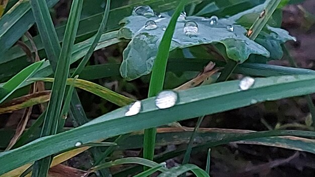 Spiky grass blades greenery in background drops of dew amazing nature