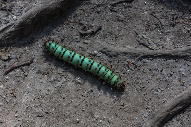 spiky green with black lines and circles caterpillar