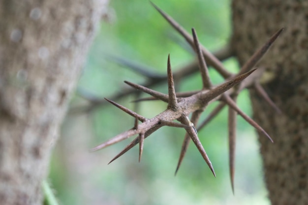 Spina appuntita dell'albero spinoso