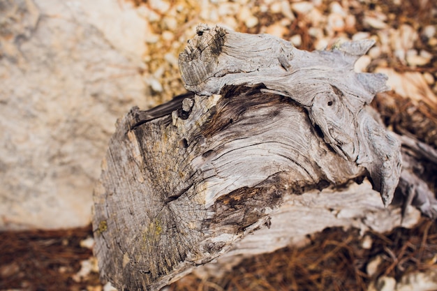 Photo spil tree. rings near a tree.