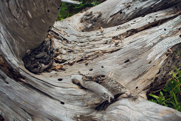 Spil tree. Rings near a tree. 