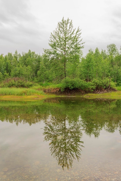 Spilling river in a green forest natural background