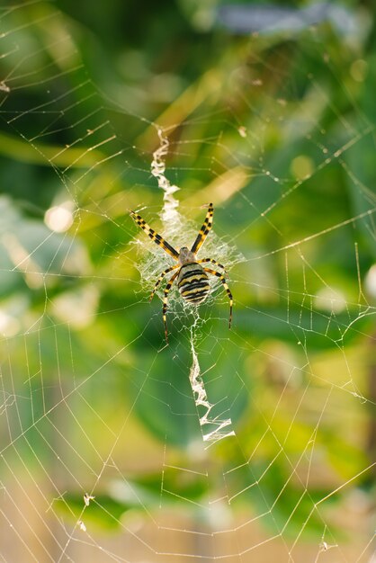 Spin argiope bruennichi op het web in de tuin