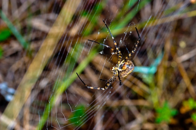 Spin, Argiope bruennichi