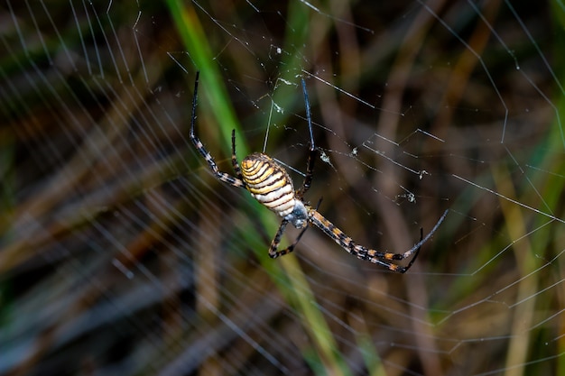 Spin, Argiope bruennichi