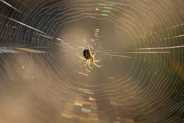 Spin close-up