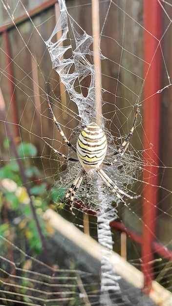 Spin een wesp met gele strepen op een groot web landhuisgebied