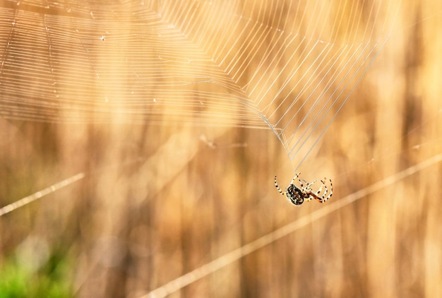 Spin en spinnenweb