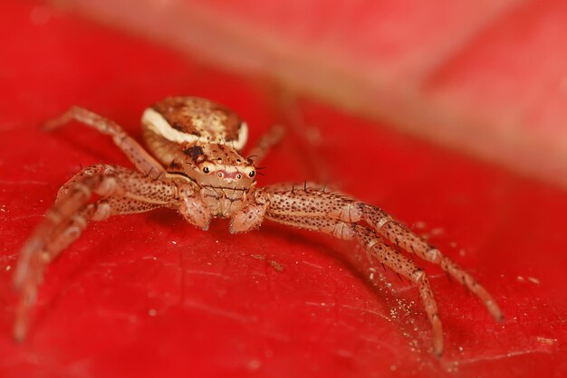 spin jumper macro, arachnofobie, mooie springspin, giftige spin