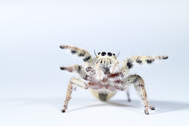 Spin macro witte muur