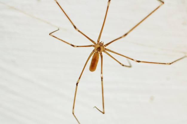 Spin met lange benen op de muur close-up