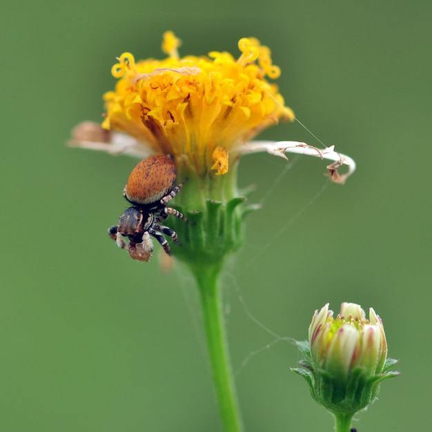 Spin op een bloem