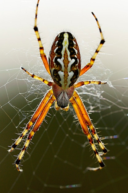 Spin op natuurlijke achtergrond - Aculepeira armida - Weverspin.