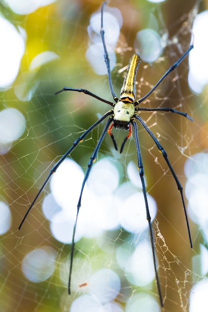 Spin op spinnenweb