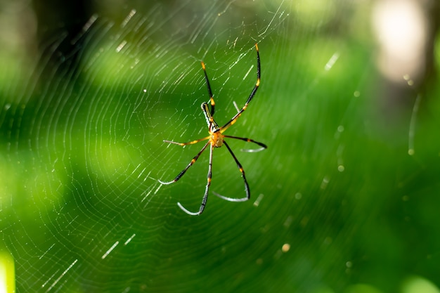 Spin op spinneweb in de tuin