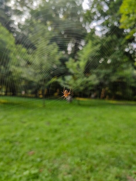 Spin op web in stadspark