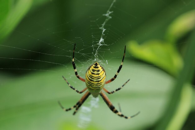 spin wesp argiope