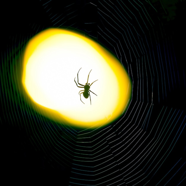 Spin zit 's nachts op een web onder het licht van een lantaarn