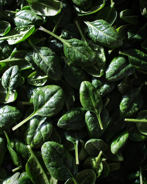 Spinach Closeup of greenery Macro mode